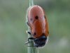 Lachnaia pubescens Lachnaia pubescens