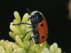 Lachnaia pubescens Lachnaia pubescens