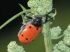 Lachnaia pubescens Lachnaia pubescens