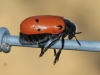Lachnaia pubescens Lachnaia pubescens