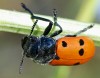 Lachnaia sexpunctata
