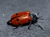 Lachnaia cf. hirta Lachnaia cf. hirta