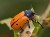 Lachnaia pubescens (Dufour, 1820)