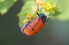 Lachnaia pubescens ? Lachnaia pubescens ?