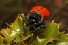 Lachnaia pubescens Lachnaia pubescens