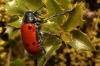 Lachnaia pubescens Lachnaia pubescens