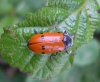 Lachnaia sp. Lachnaia sp.