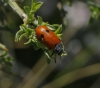 Lachnaia sp. Lachnaia sp.