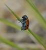 Lachnaia sp. Lachnaia sp.