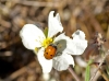 Lachnaia sp. Lachnaia sp.