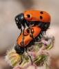 Lachnaia sp. Lachnaia sp.