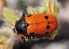 Lachnaia sp. Lachnaia sp.