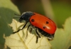 Lachnaia sp. Lachnaia sp.