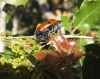 Lachnaia sp. Lachnaia sp.