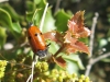 Lachnaia sp. Lachnaia sp.