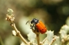 Lachnaia sp. Lachnaia sp.