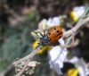 Lachnaia sp ? Lachnaia sp ?