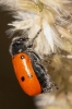 Lachnaia tristigma Lachnaia tristigma