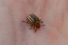 Leptinotarsa decemlineata (Say, 1824)