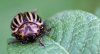 Leptinotarsa decemlineata (Say, 1824)