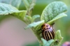 Leptinotarsa decemlineata (Say, 1824)