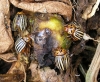 Leptinotarsa decemlineata (Say, 1824)