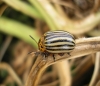 Leptinotarsa decemlineata (Say, 1824)