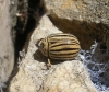 Leptinotarsa decemlineata (Say, 1824)