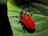 Lilioceris lilii (Scopoli, 1763)
