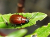 Lochmaea scutellata (Chevrolat, 1840)