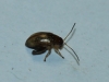 Longitarsus sp. ? Longitarsus sp. ?