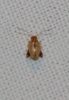 Longitarsus sp. Longitarsus sp.