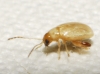 Longitarsus sp. Longitarsus sp.