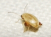 Longitarsus sp. Longitarsus sp.