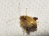 Longitarsus sp. Longitarsus sp.