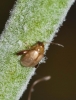 Longitarsus ochroleucus Longitarsus ochroleucus