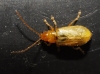 Luperus flavipennis Lucas, 1849 Luperus flavipennis Lucas, 1849