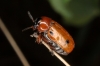 Macrolenes dentipes (Olivier, 1808)