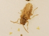 Monoxia obesula Blake, 1939 Monoxia obesula Blake, 1939