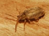 Monoxia obesula Blake, 1939