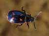 Oedionychus cinctus (Fabricius, 1781)