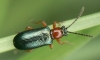 Oulema melanopus (Linnaeus, 1758)