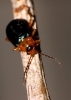 Oulema ssp Oulema ssp
