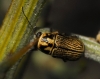 Pachybrachis sp. Pachybrachis sp.