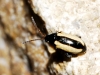 Phyllotreta sp. Phyllotreta sp.