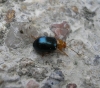 Podagrica sp. 2/2 Podagrica sp. 2/2