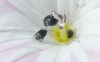 Spermophagus sp. Spermophagus sp.