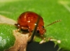 Sphaeroderma sp.