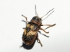Stylosomus ericeti Kiesenweter, 1851 Stylosomus ericeti Kiesenweter, 1851
