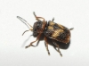 Stylosomus ericeti Kiesenweter, 1851 Stylosomus ericeti Kiesenweter, 1851
